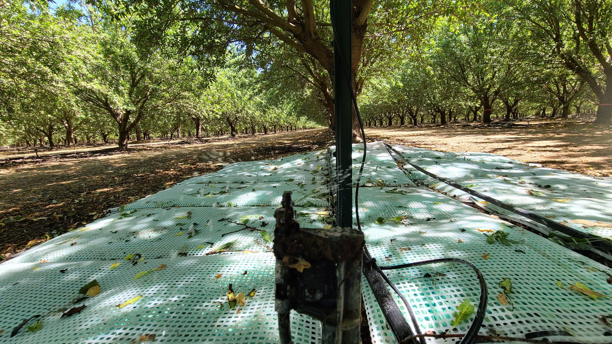 WaterPearls mats deployed across an almond orchard floor in Woodland, California